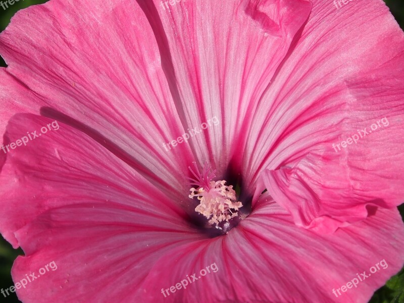 Mallow Pink Blossom Bloom Garden