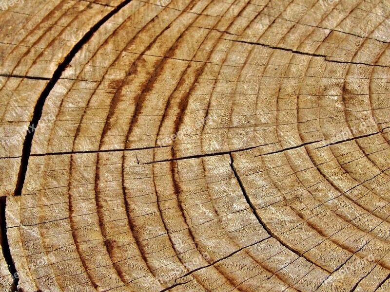 Tree Annual Rings Log Wood Structure