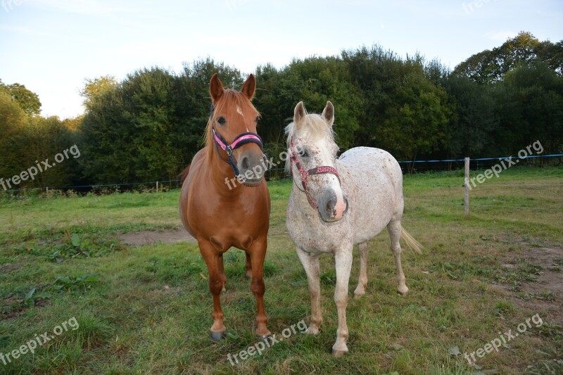 Horses Horse Horse Color Brown Color Appaloosa Horseback Riding