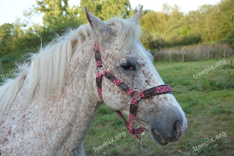 Horse Horse Color Appaioosa Portrait Horse Profile Harness Mare