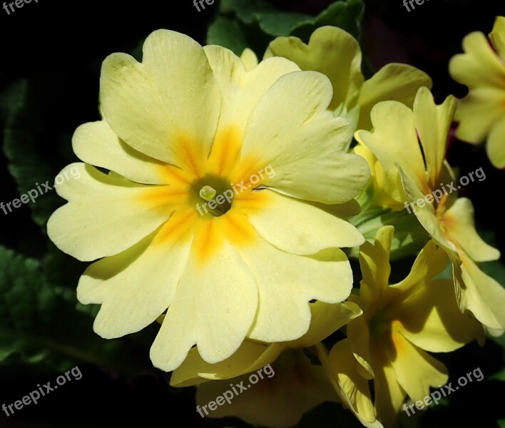 Primrose Yellow Flower Plant Garden