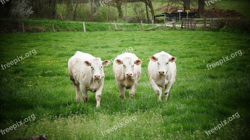 Cows In Field White Cows Cows Grass Field Free Photos