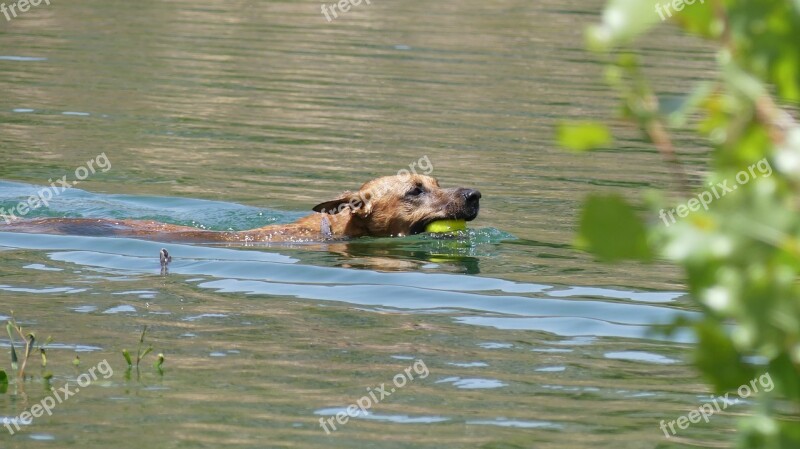 Dog Swimming Dog Water Swimming Tennis Ball