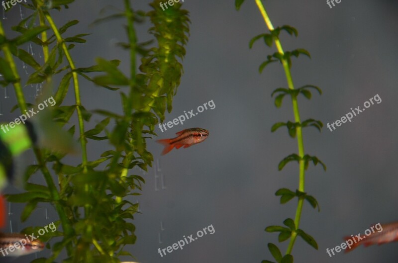 Fish Aquarium Floats Underwater Sea