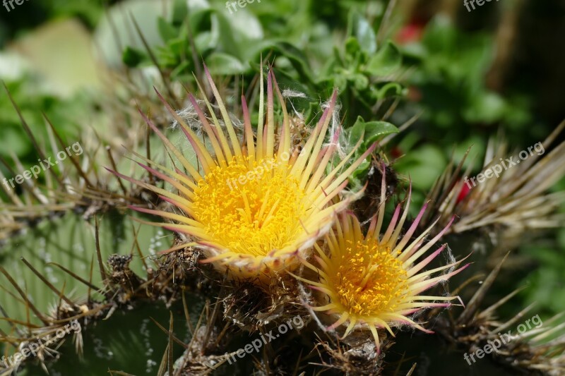 Cactus Blossom Blossom Bloom Yellow Cactus