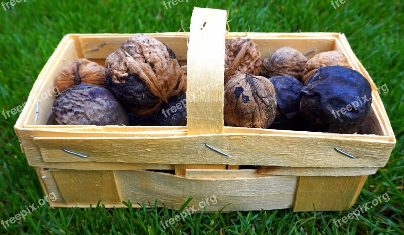 Nuts Autumn Harvest Basket Nature