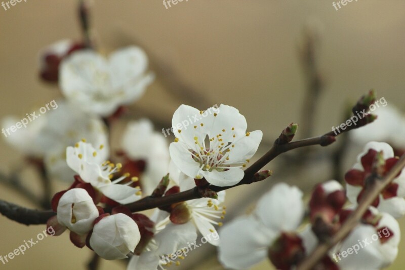 Apricot Blossom Aesthetic Red Brown White