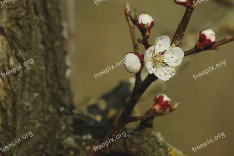 Apricot Blossom Red White Tree Apricot