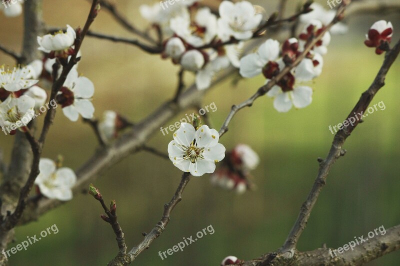 Aesthetic Apricot Blossom Bloom Bloom