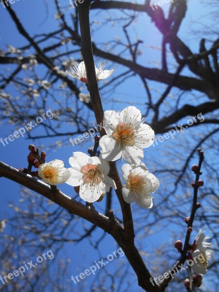 Plum White Plum Blossoms Flowers Of Early Spring White Plum Flowers