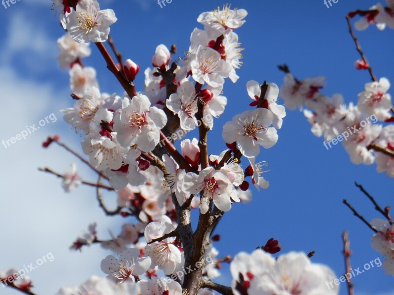 Plum White Plum Blossoms White Plum Plum Blossoms Plant