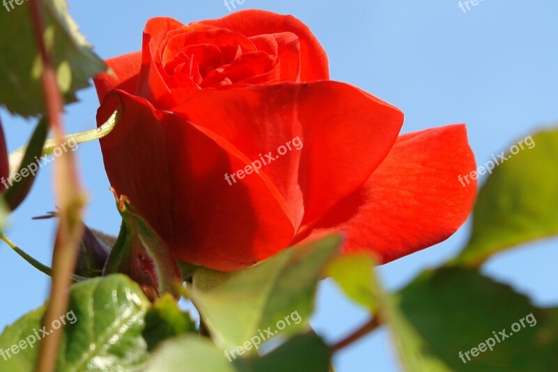 Flower Nature Plant Red Rose