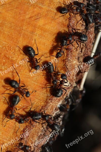 The Anthill Wood Ants Detail Nature