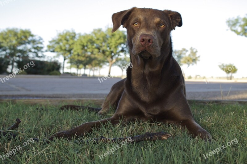 Dog Labrador Retriever Pet Free Photos