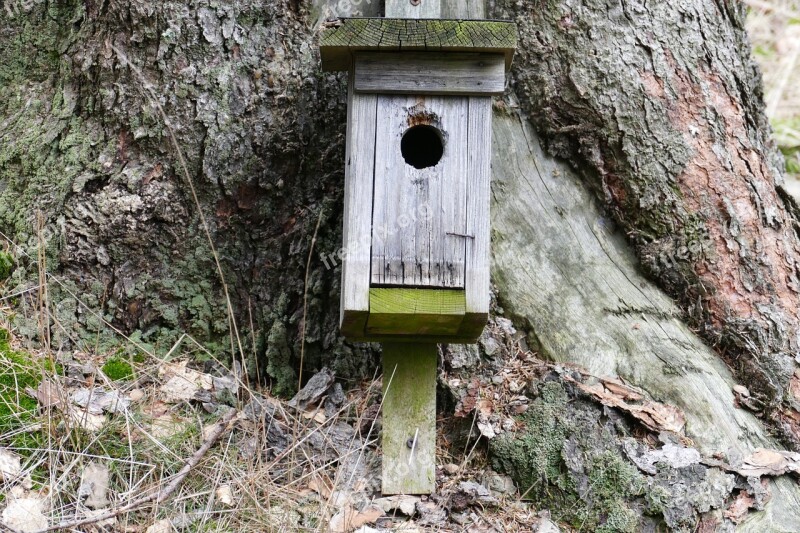 Nesting Box Forest Nature Tree Free Photos