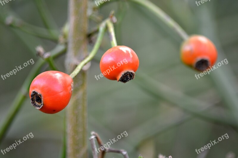 Plants Nature Red Balls Red Botany