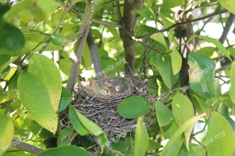 Nest Bird's Nest Nature Bird Nest Wildlife