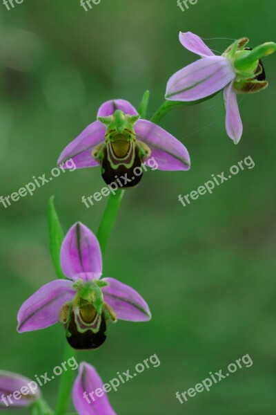 Ophrys Bee Flower Free Photos