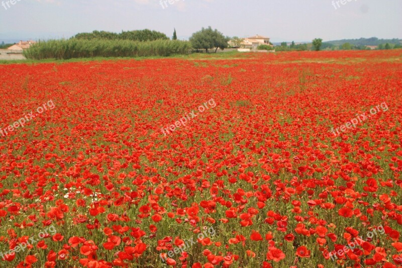 Flowers Poppies Nature Field Of Poppies Free Photos