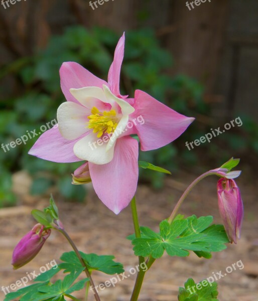 Flower Columbine Field Nature Free Photos