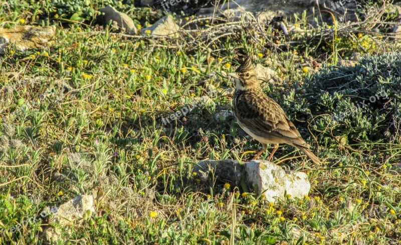 Alauda Arvensis Bird Nature Wild Wildlife