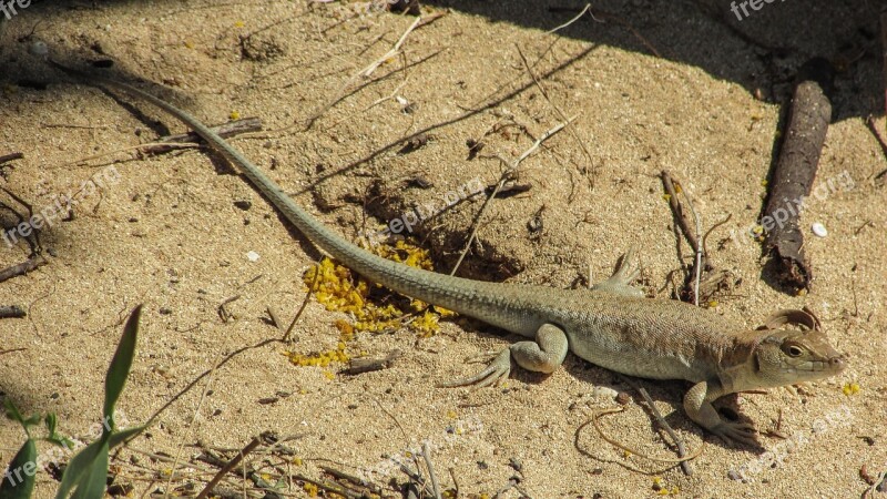 Lizard Acanthodactylus Schreiberi Reptile Young Staring