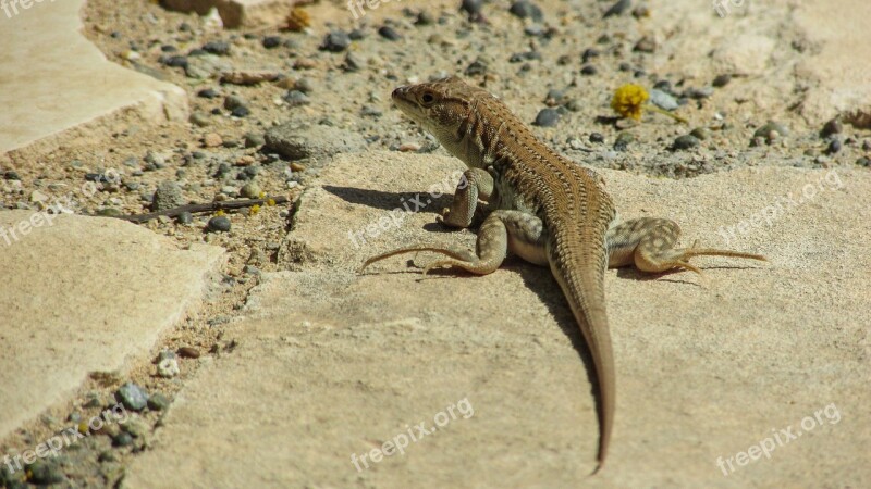 Lizard Acanthodactylus Schreiberi Reptile Wildlife Nature