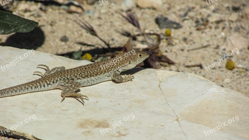 Lizard Acanthodactylus Schreiberi Reptile Wildlife Nature