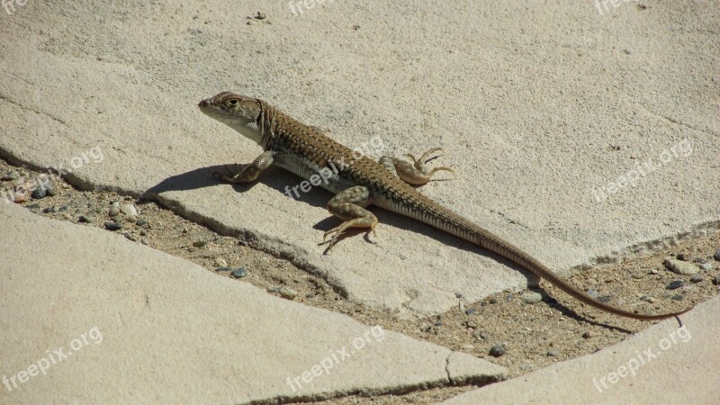 Lizard Acanthodactylus Schreiberi Reptile Staring Wildlife