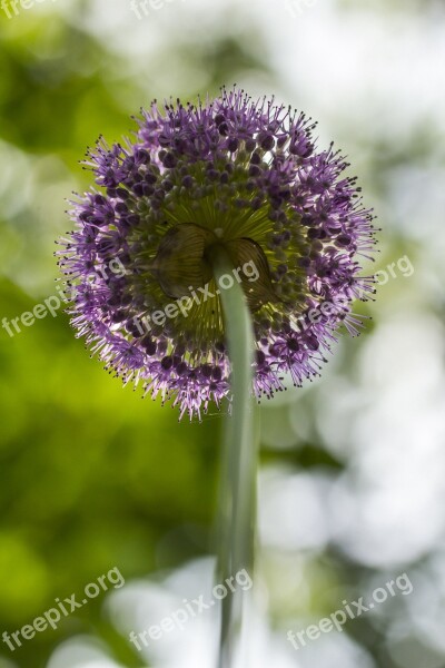 Giant Onion Flower Onion Purple Nature