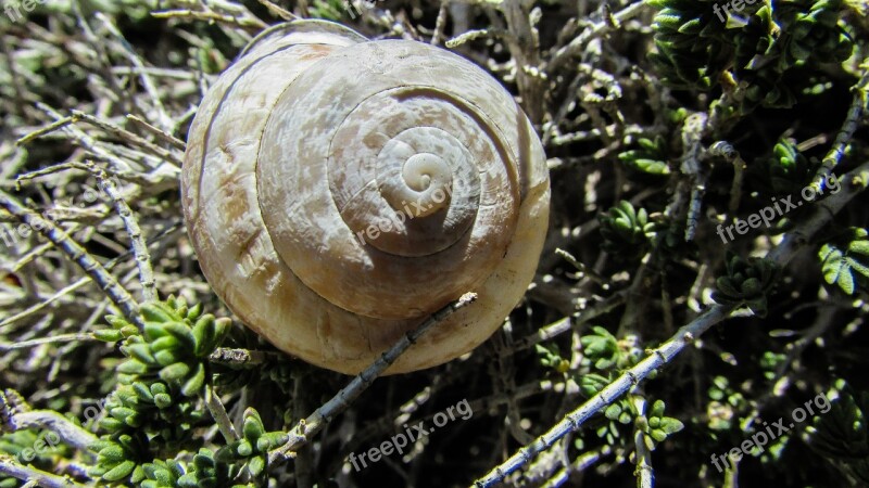 Shell Snail Nature Animal Spiral