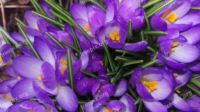 Crocus Perennial Spring Flowers Free Photos