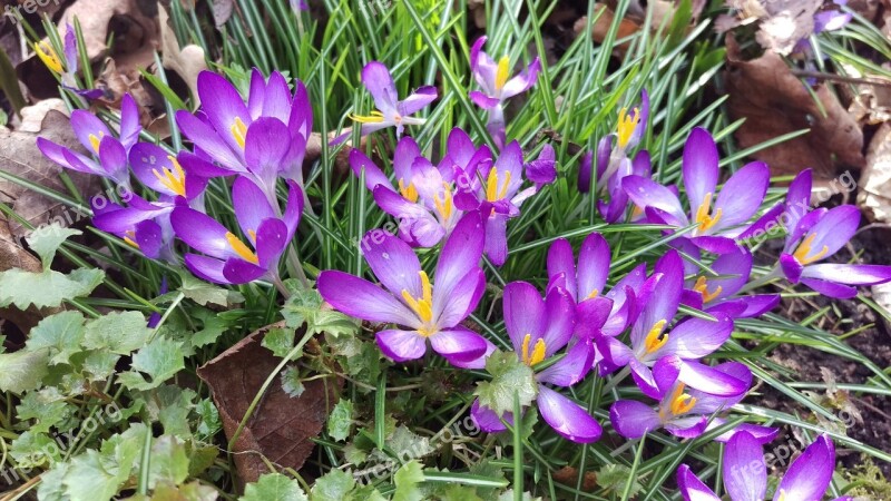 Crocus Spring Discount Free Photos