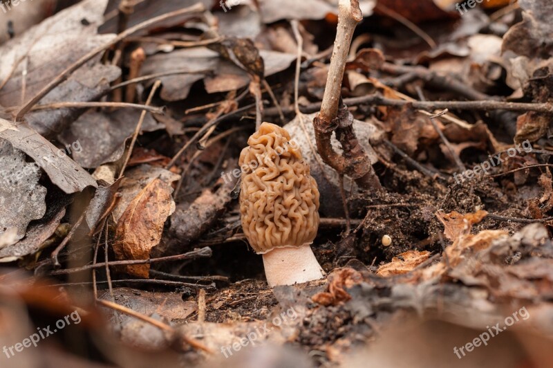 Morel Forest Parcels Nature Mushrooms Free Photos