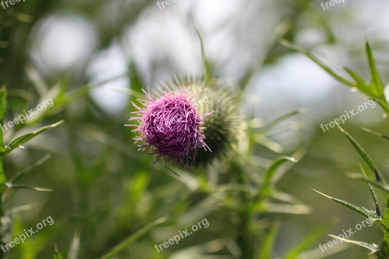 Thistle Beauty Pink Purple Bud