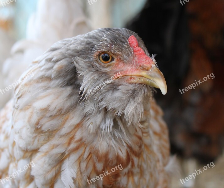 Chicken Hen Pullet Agriculture Alive