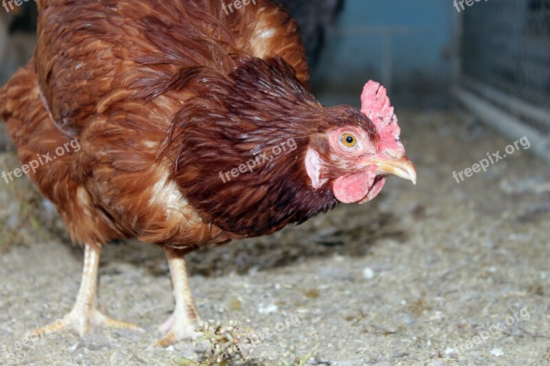 Chicken Hen Pullet Agriculture Alive