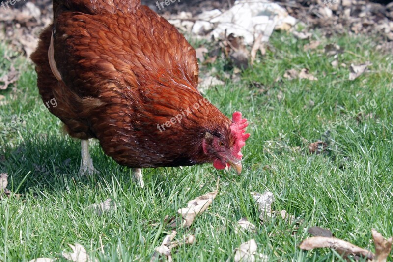 Chicken Hen Pullet Agriculture Alive