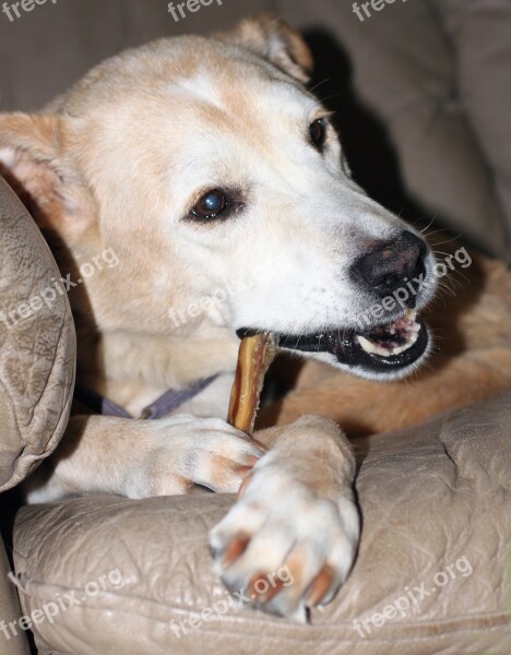 Dog Pet Bone Chew Close-up