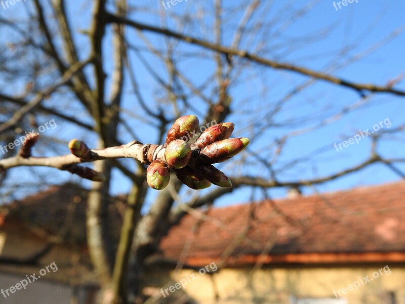 Flower Buds Cherry Buds Spring Leaf Buds Free Photos