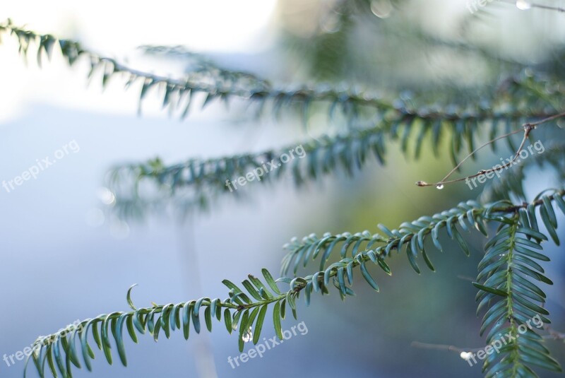 Fir Tree Drip Nature Drop Of Water Fir Needle