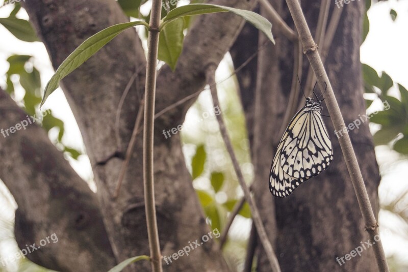 White Baumnymphe Butterfly Nature Tropical