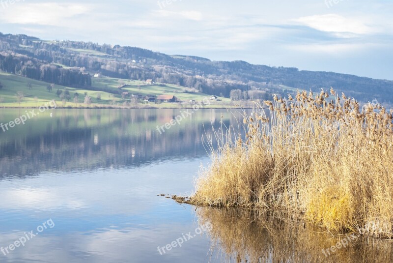 Lake Water Reed Nature Bank