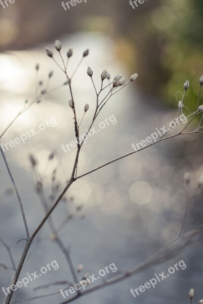 River Water Bokeh Plant Macro