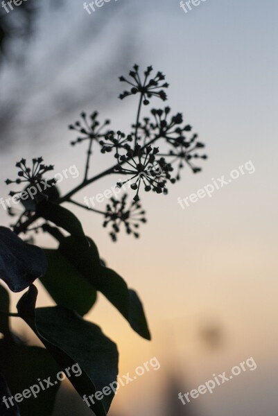 Nature Plant Sky Autumn Leaves