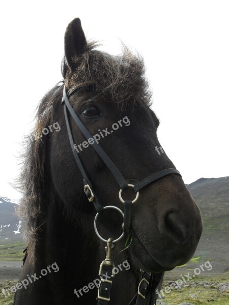 Iceland Iceland Horse Icelanders Iceland Pony Horse