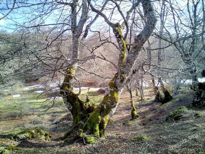 Forest Tree Trees Nature Hiking