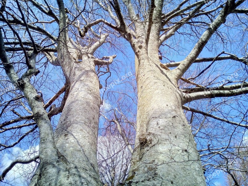 Trees Trunks Sky Forest Tree