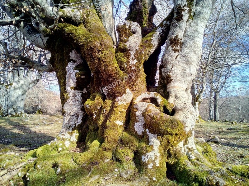 Forest Tree Trees Nature Hiking