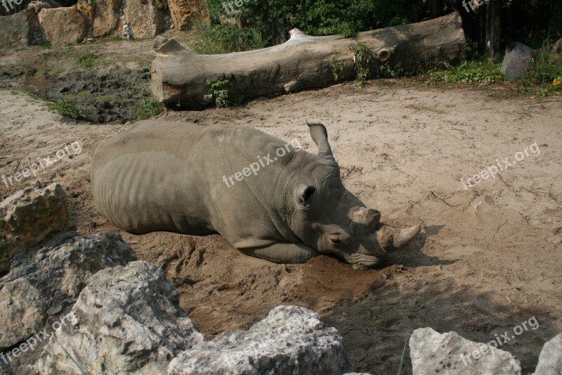 Rhino Zoo Fauna Africa Free Photos